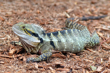 Australian Eastern Water Dragon