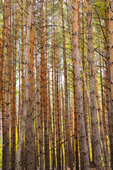 high vertical trunks of the pine trees in the forest