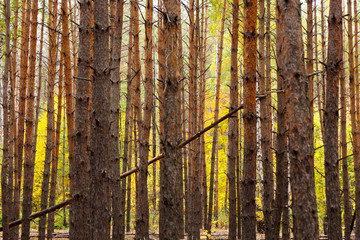 high vertical trunks of the pine trees in the forest