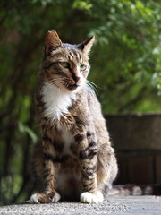 Obraz premium 牙が覗く猫