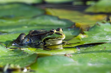 Frosch