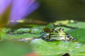 Teichfrosch