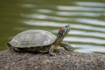 陸地の亀