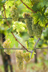 white grapes in vineyard, Southern Moravia, Czech Republic