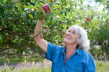 Attractive Senior Woman Picking Apples