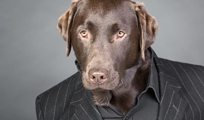 Cool Looking Chocolate Labrador in Pinstripe Suit