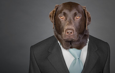 Shot of a Sophisticated Chocolate Labrador in Suit and Tie