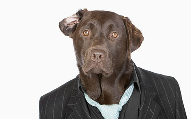 Isolated Shot of a Smart Chocolate Labrador in Pinstripe Jacket