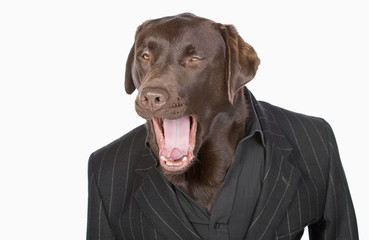 Isolated Shot of a Smart Chocolate Labrador in Pinstripe Jacket