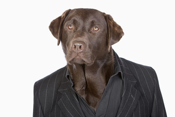 Isolated Shot of a Smart Chocolate Labrador in Pinstripe Jacket