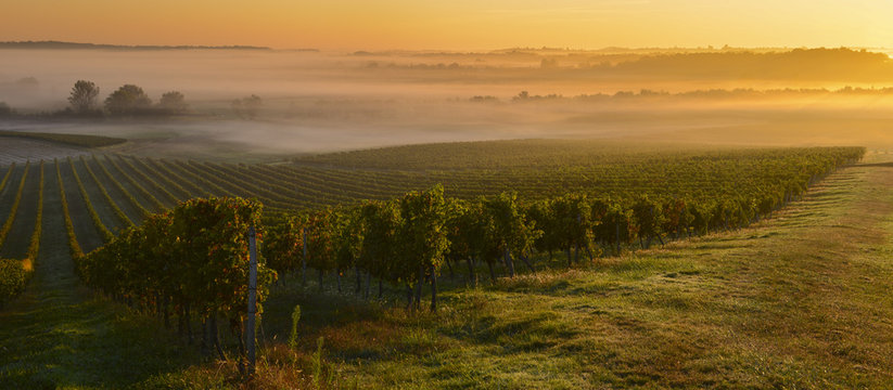 Vineyard Sunrise