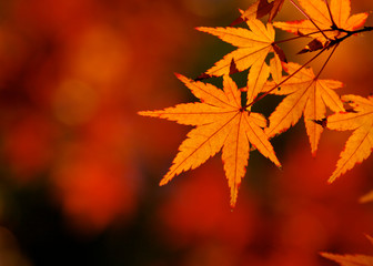紅葉