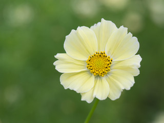 Obraz premium 優しい黄色のコスモス