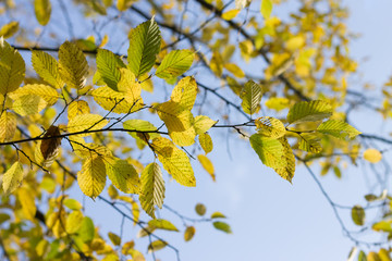 autumn leaves background