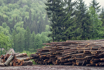 Felled pine logs piled firebreak