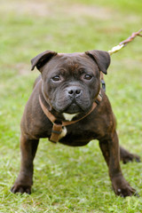 Staffordshire Bull Terrier