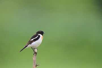 Siberian Stonechat (Saxicola torquata) in Japan
