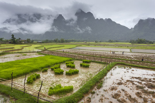 Rice field in Vang Vieng, Laos.