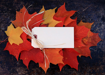 Blank cream tag on top of colorful maple leaves - 71226392