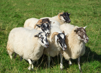 Kleine Gruppe Scottish Blackface Schafe