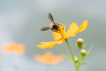Bee and flower