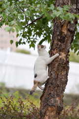 木に登ろうとするのらねこ