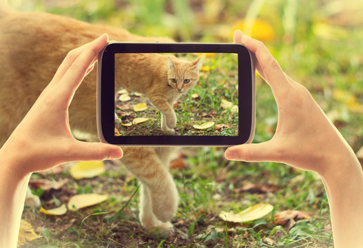 smartphone take pictures cat