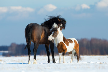Two horses playing in the snow
