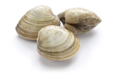 Plexiglas foto achterwand hard clam, quahog isolated on white background © uckyo