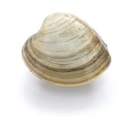Zelfklevend Fotobehang hard clam, quahog isolated on white background © uckyo