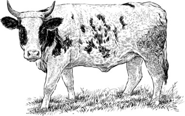 grazed cow
