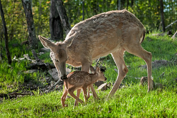 White-Tailed Deer (Odocoileus virginianus) Greets Her Fawn