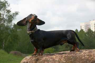 Dachshund on large boulder stone with flying ears from the wind