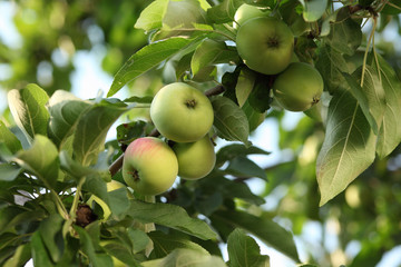 Apples on a branch
