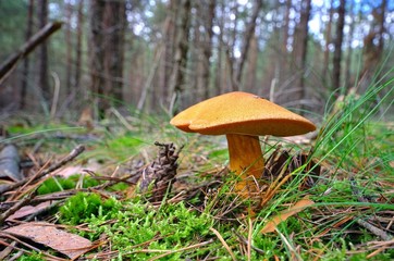 Kornblumenroehrling - Gyroporus cyanescens 06