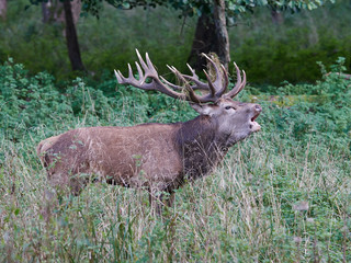 Red deer (Cervus elaphus)