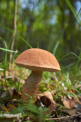 mushroom in the forest