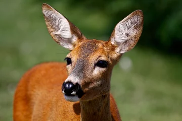 Fotobehang Roe deer doe © katpaws