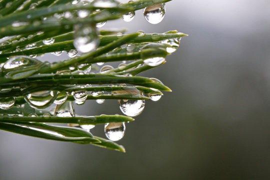Rain drops on pine tree