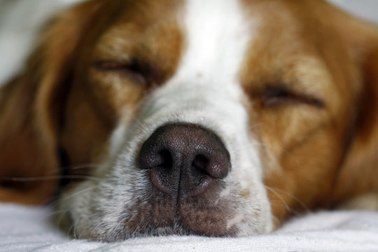 Close up of dog nose, portrait of Brittany spaniel sleeping