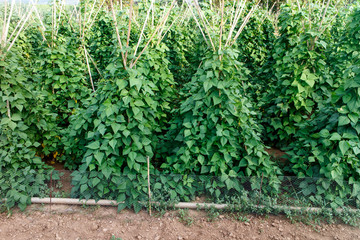 Obraz premium beans plants from garden