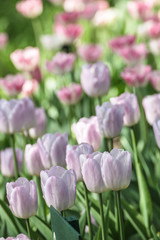Obraz premium Colorful tulips