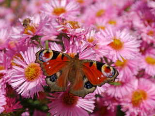 Tagpfauenauge auf Astern