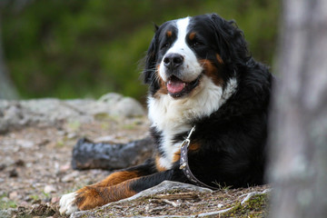 Bernese mountain dog portrait