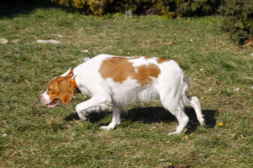 Naklejka na ściany i meble Brittany spaniel, hunting dog sniffing trail