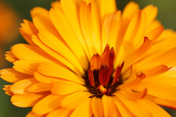 Part marigold yellow flowers in the garden.