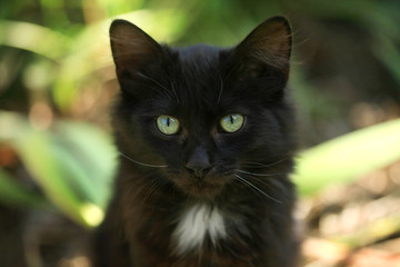 portrait of black cat