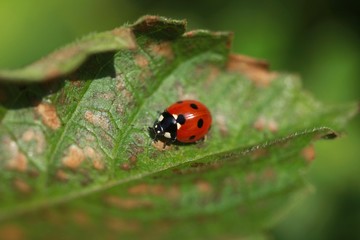 Fototapeta premium ladybird on leaf