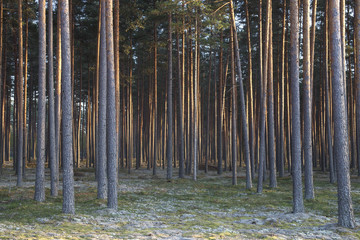Pine forest at sunset