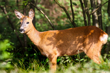 Roe deer doe